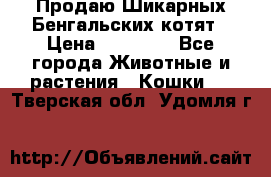 Продаю Шикарных Бенгальских котят › Цена ­ 17 000 - Все города Животные и растения » Кошки   . Тверская обл.,Удомля г.